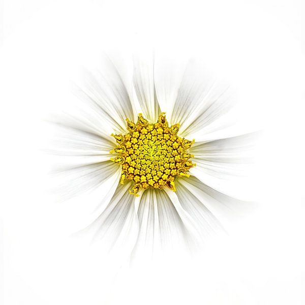 weiß und gelb von Anneliese Grünwald-Märkl