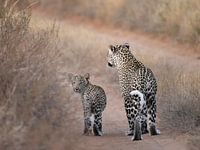 Moeder en dochter luipaard