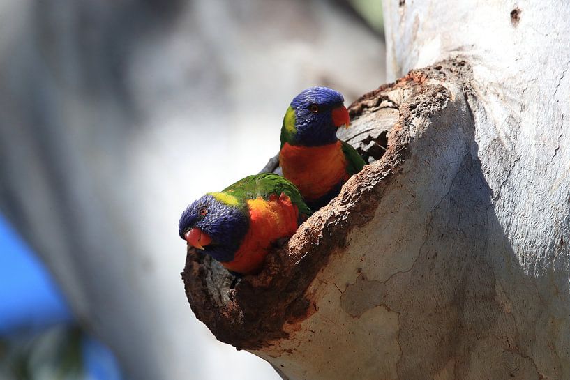 Rainbow Lorikeet, Queensland, Australie par Frank Fichtmüller
