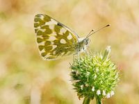 Äthiopischer Schmetterling