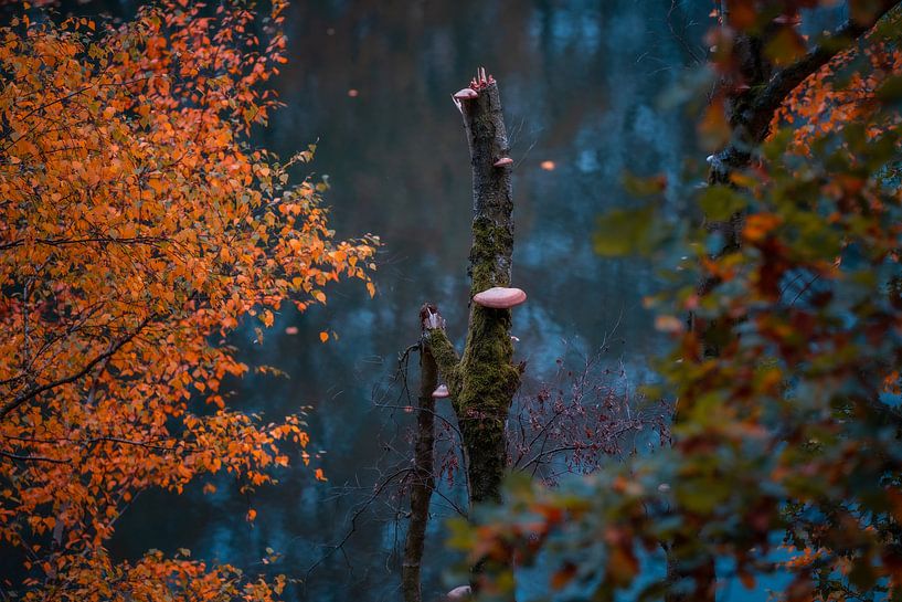 Deadwood with fungi in water by Sebastian Petersen