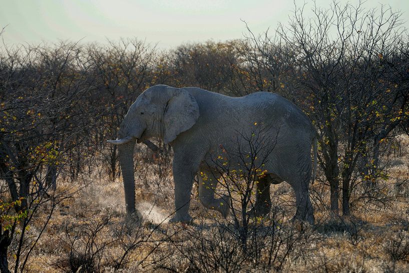 Un éléphant parmi les arbres par Merijn Loch