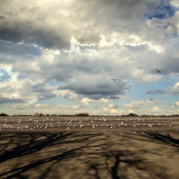 Hollands Landschap - Meeuwen op akker van Hannie Kassenaar