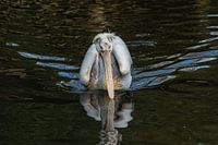 Frontalansicht eines schwimmenden Pelikans