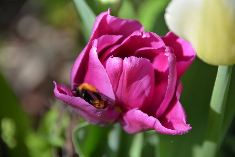 Hommel op zoek naar stuifmeel in roze tulp par Mirjam Rood-Bookelman
