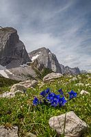 Gentians in the Karwendel