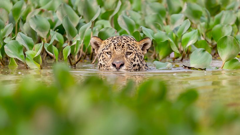 Schwimmender Jaguar zwischen Wasserpflanzen von Hillebrand Breuker