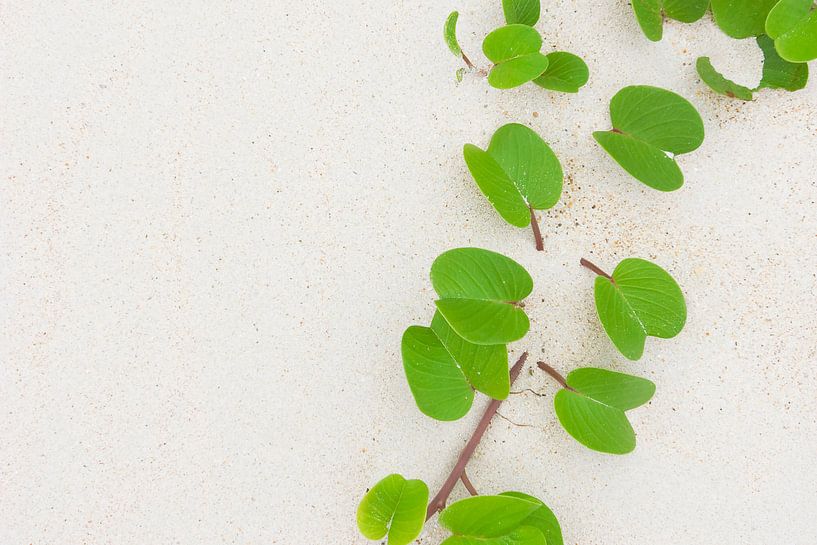 Green leaves on the white sand of a tropical island by Melissa Peltenburg