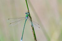 Demoiselle à corps étroit bleu-vert