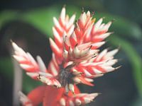 Mooie rood-wit kleurige bloem langs de waterkant.