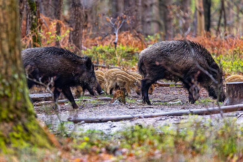 Wild boar with friskies in the forest by Evert Jan Kip