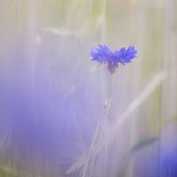 Verscholen veldbloemen - korenbloemen