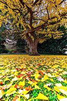 Ginkgo d'automne