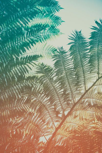 Fougère III par Pascal Deckarm