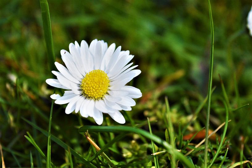 Madeliefje in de zon par DoDiLa Foto's