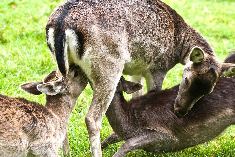 Doppelpack von Harald Schottner