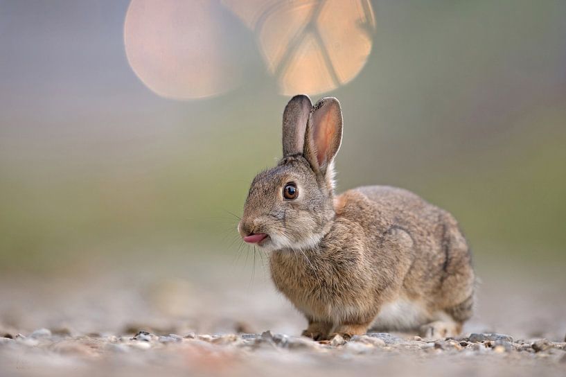 Wild rabbit (Oryctolagus cuniculus) by Vienna Wildlife