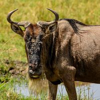 Attention of a Wildebeest.
