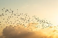 Starling dance at sunset in the Biesbosch