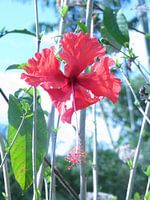 Hibiscus bloem
