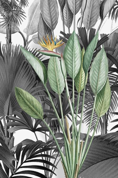 Strelitzia Reginae von Marja van den Hurk