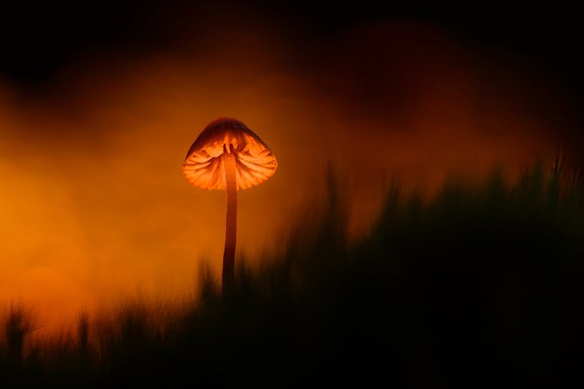 Sentiments d'automne par Richard Guijt Photography