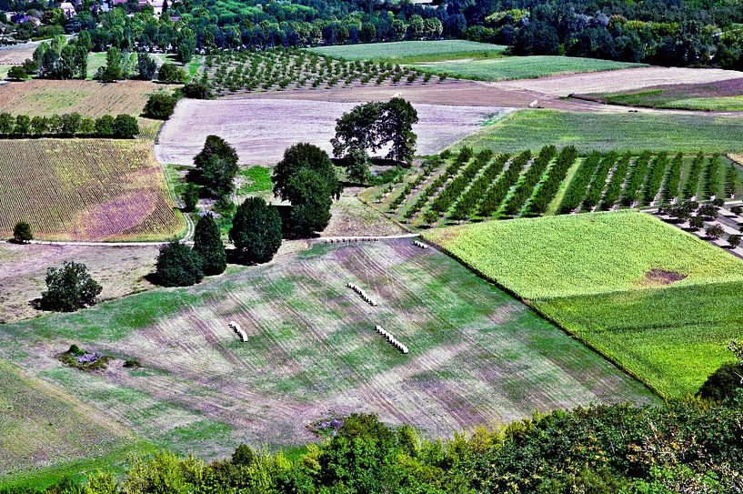 Summer grain fields in the Dordogne valley (Périgord) by Silva Wischeropp