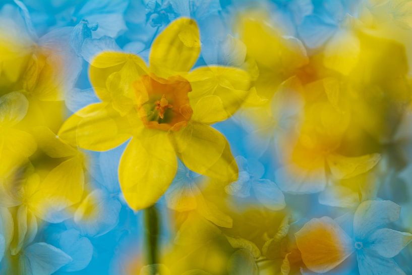 Mélange artistique de fleurs avec des jonquilles jaunes par Lisette Rijkers