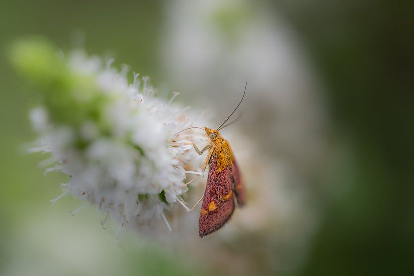 Mint fly by Moetwil en van Dijk - Fotografie