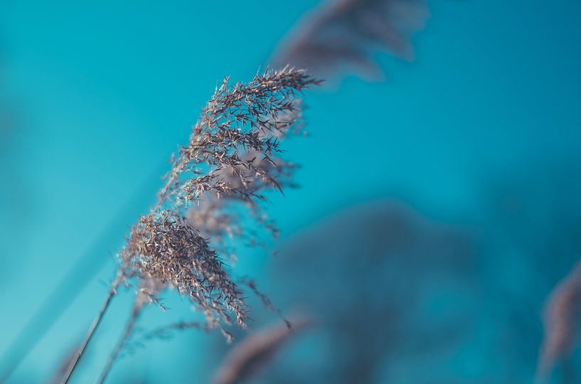 Les roseaux du front de mer par Pim Haring