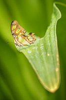 Schmetterling auf Blatt
