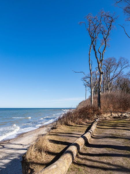 Gespensterwald an der Ostseeküste bei Nienhagen von Rico Ködder