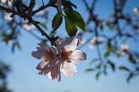 Soft pink petals and almond blossom in Spain