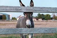 Ezel van Slypskapelle