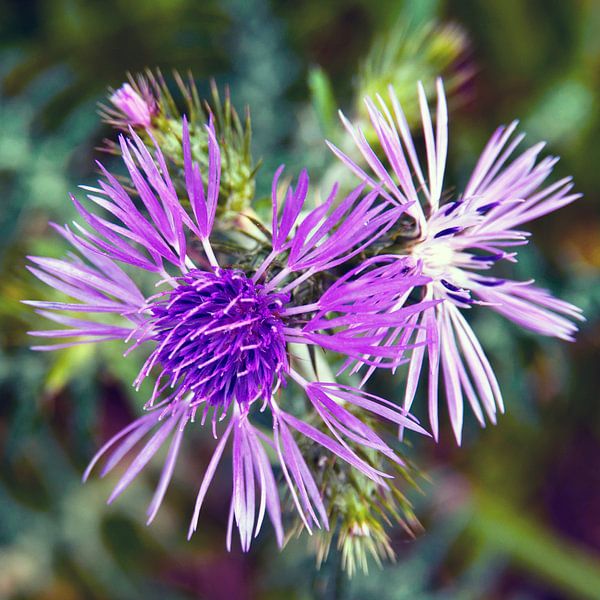 Purple thistle flowers in the sunny spring light by Silva Wischeropp