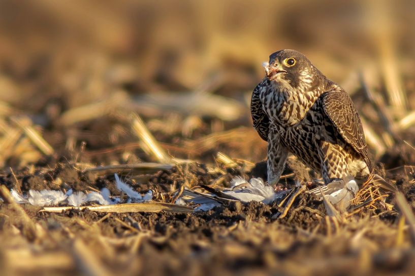Wanderfalke frisst auf einem Feld seine Beute von Mario Plechaty Photography