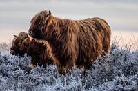Scottish Highlanders