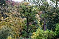 Herbstliche Waldlandschaft