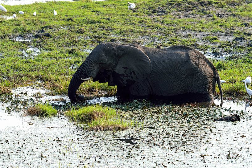 Un éléphant dans les eaux du parc national de Chobe par Merijn Loch