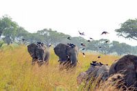 Elephant family and birds in Uganda (Africa)