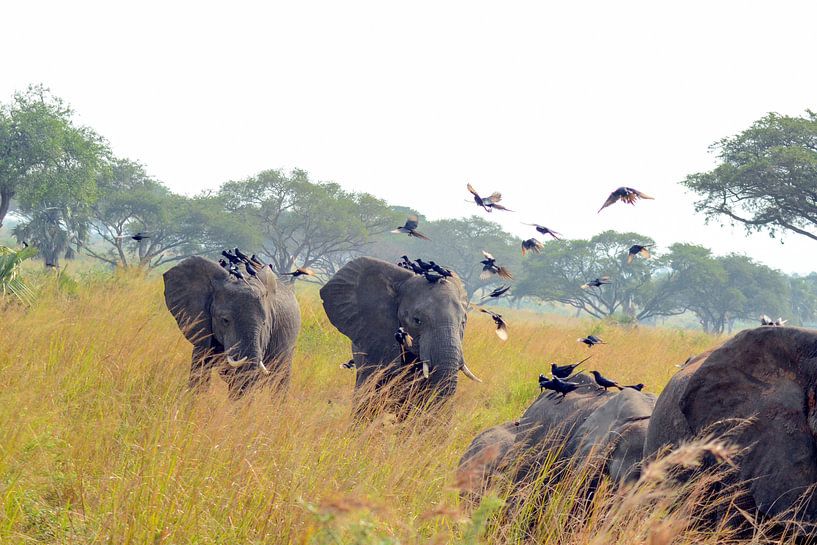 Elefantenfamilie und Vögel in Uganda (Afrika) von linda ter Braak