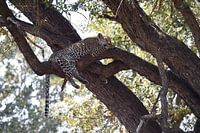 Sleeping Leopard