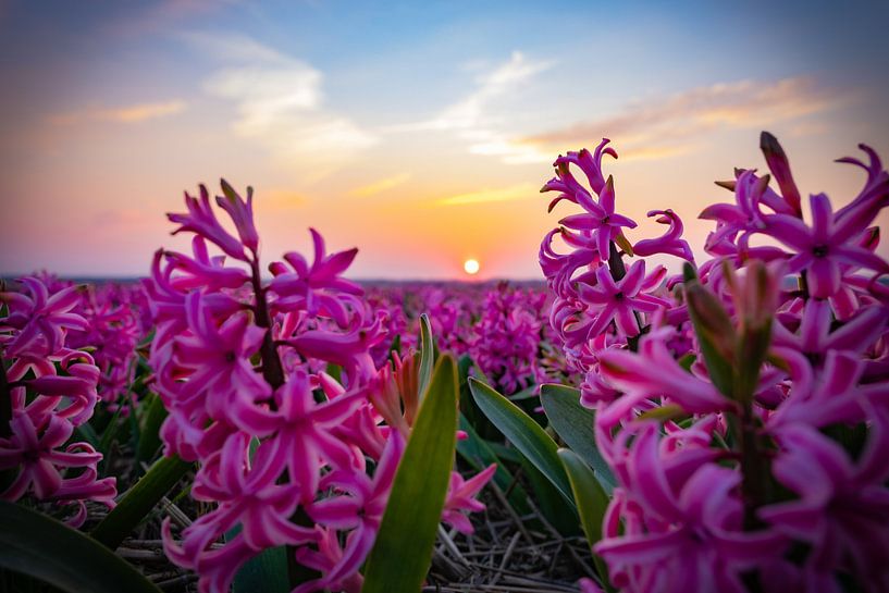 Jacinthes par Johan Mooibroek