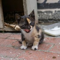 Un chaton à Üsküdar, Istanbul