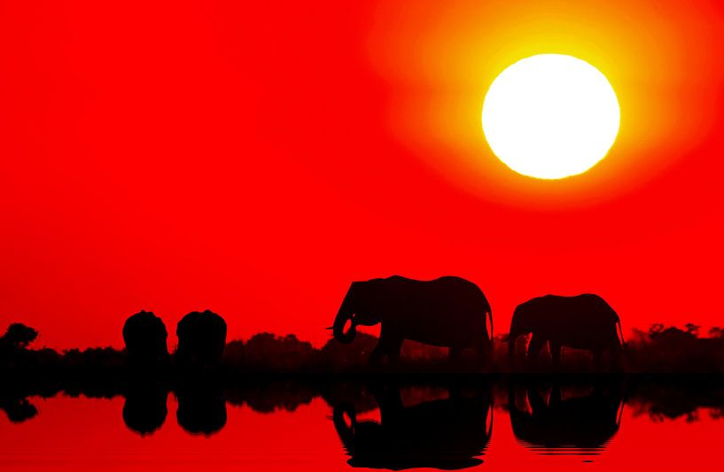 Elefanten im Sonnenuntergang am Chobe, Botswana par WiWo