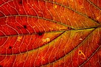 Close-up of a warm red autumn leaf