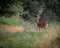 Ree prête à s'endormir