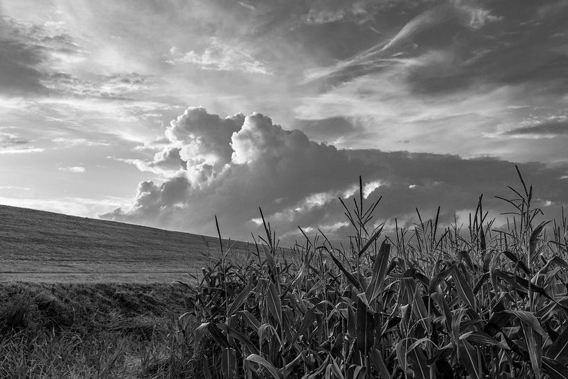 Am Deich van Rolf Pötsch