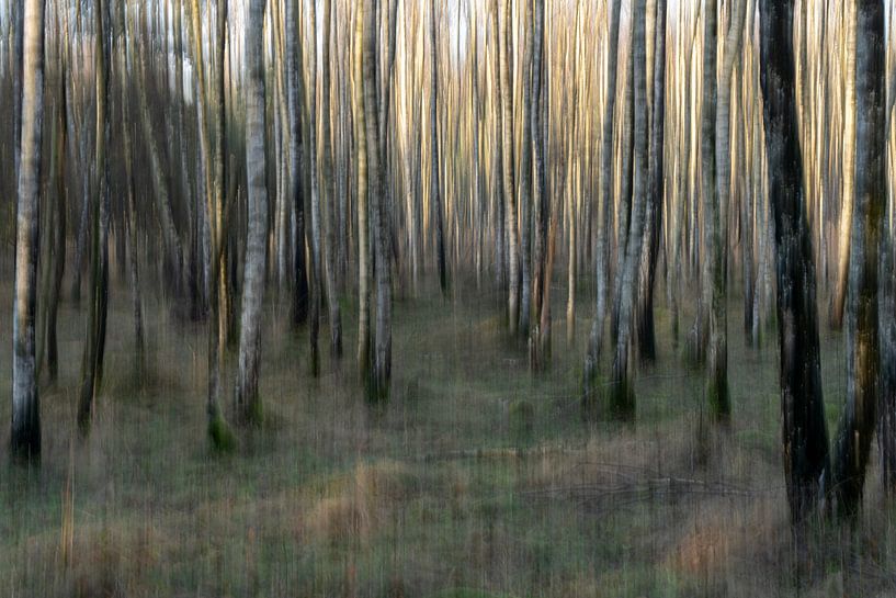 Abstrakter Birkenwald. von Albert Beukhof