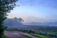 Nebliger Sonnenaufgang über den purpurnen Mooren